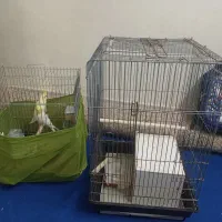 قفس پرنده