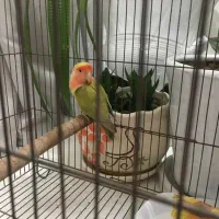 طوطی کوتوله