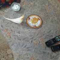 عروس هلندی گمشده