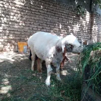 ۴ تا گوسفند