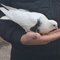 کبوتر ماده