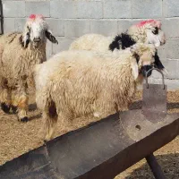 بره شیرازی بختیاری مچ قلم دار پوز عقابی|حیوانات مزرعه|منوجان, |دیوار