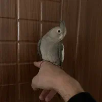 عروس هلندی نر دستی و باهوش و سخنگو با قفس|پرنده|تهران, جیحون|دیوار