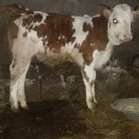 گاووگوساله