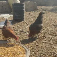 مرغ محلی|حیوانات مزرعه|محمدبار, |دیوار