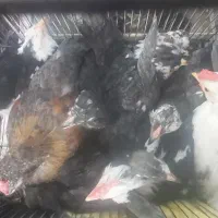 جوجه مرغ و خروس گلین