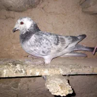 کبوتر|پرنده|گل تپه, |دیوار