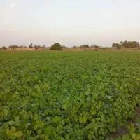 کارگر ماش بر حرفه ای