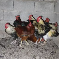 خروس فروشی