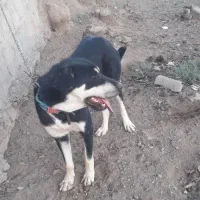 ماده پژدر ۱۵ماهه اصالت دار