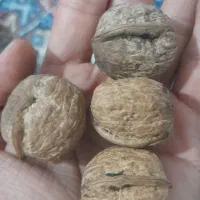 گردو روغنی درجه ۱