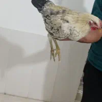 معاوضه خروس با کبوتر