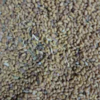 فروش بذر یونجه|خدمات باغبانی و درختکاری|بهبهان, |دیوار