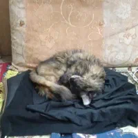 گربه پرشین|گربه|مشهد, رضاییه|دیوار