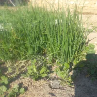 نشا پیاز|گل و گیاه طبیعی|دهدشت, |دیوار