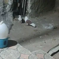 یه جفت کفتر رنگ