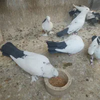 کبوتر دم سیاه. رنگی|پرنده|قم, شهرک مهدیه (مدرس)|دیوار