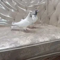 کبوتر پرشی تهرونی