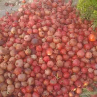 ۱۰۰۰ متر باغ آبگویه|فروش زمین و ملک کلنگی|جنت, |دیوار