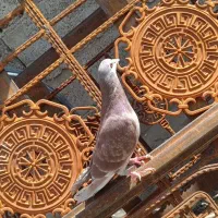 کفتر فروشی|پرنده|سراوان, |دیوار