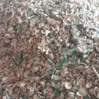 پوست بادام