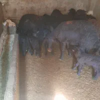 ۵راسمیش قزل افشار