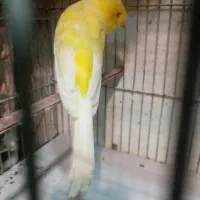 قناری رسمی بلند نر یک ساله