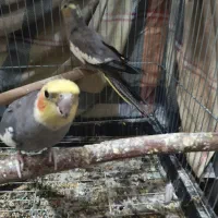 فنچ،مرغ‌عشق،عروس‌هلندی|پرنده|تهران, خاک سفید|دیوار