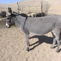 ماده خر گله ای اروم ۳سال|حیوانات مزرعه|بلداجی, |دیوار