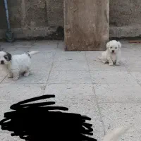 شیتزو تریر|سگ|پاکدشت, پاکدشت (مامازند)|دیوار