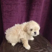 واگذاری یک جفت سگ جداگانه یا باهم.