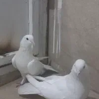 یه جفت سفید پر دونسته
