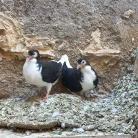 کبوتر ساده سیاه کاکلی|پرنده|تایباد, |دیوار