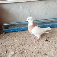 طوقی|پرنده|کرخه, |دیوار