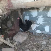 گلین