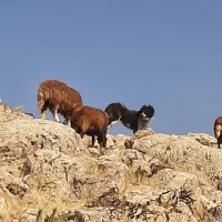 ۲تاطوله قدرجونی