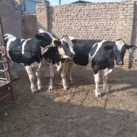 گوساله نر هلندی جنس گوشتی|حیوانات مزرعه|سیوان, |دیوار