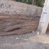 برگ نخل موجود