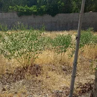 زمین چاهشک، زمین منزل آباد ،زمین خارج از بافت،|فروش زمین و ملک کلنگی|مشهد, چاهشک|دیوار