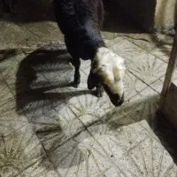 بره نر جو گرفته