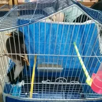 جوجه مینا 5ماهه|پرنده|شاهینشهر, شهرک ردانی پور|دیوار