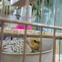 فروش ۴ عروس هلندی مرواریدی