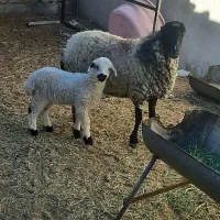 میش بره|حیوانات|رفسنجان, |دیوار