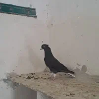 کبوتر|پرنده|رامشیر, |دیوار