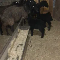 میش بردار بز گوسفند قوچ|حیوانات مزرعه|جوادآباد, |دیوار