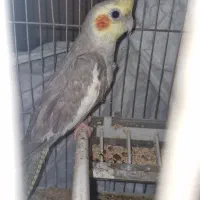 سه عدد عروس هلندی اهویی کینگ سایز