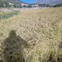 برنج چمپا لوداب سایه خشک