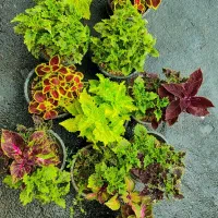 گل های سوپر لوکس یوسفی سایز بزرگ برگ بیدی گندمی