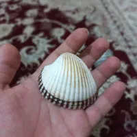 صدف تزئینی جنوب اصل|صنایع دستی و سایر لوازم تزئینی|سیدان, |دیوار