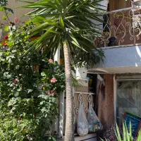 گل وگیاه|گل و گیاه طبیعی|گوراب زرمیخ, |دیوار